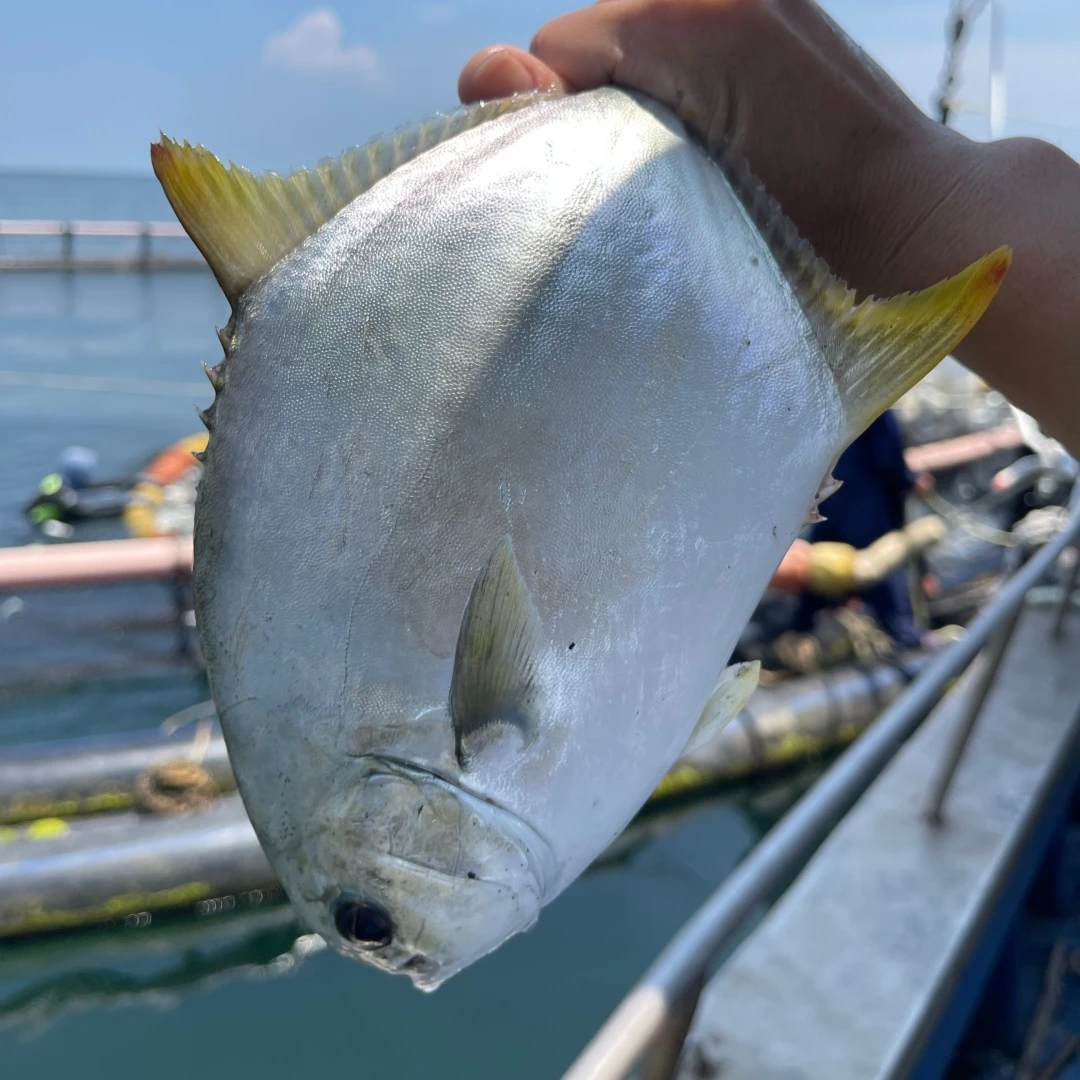 6条深海金鲳鱼新鲜速冻发货非活发不帮杀