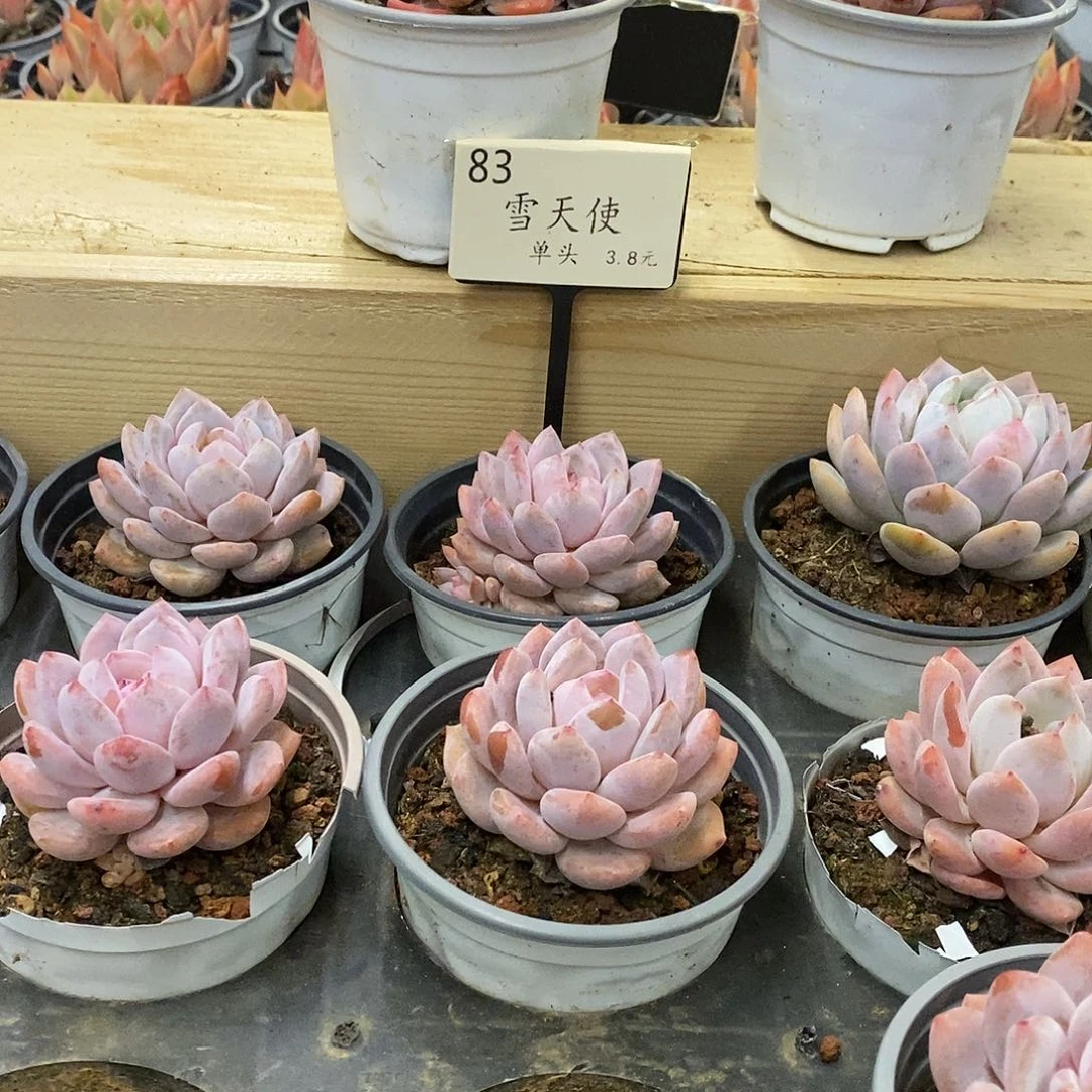 83雪天使单头 福利多多