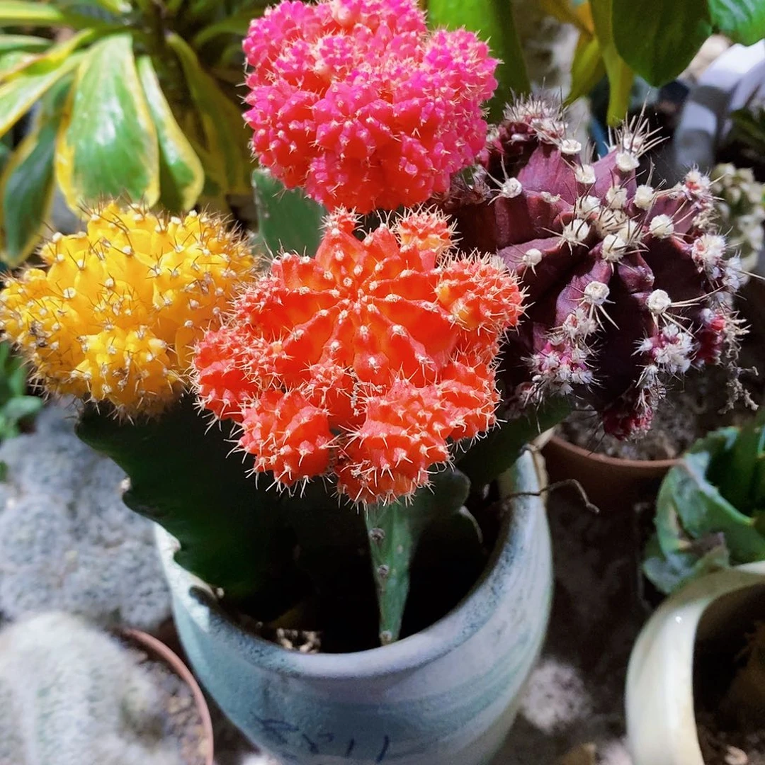 4个颜色11111111111111个