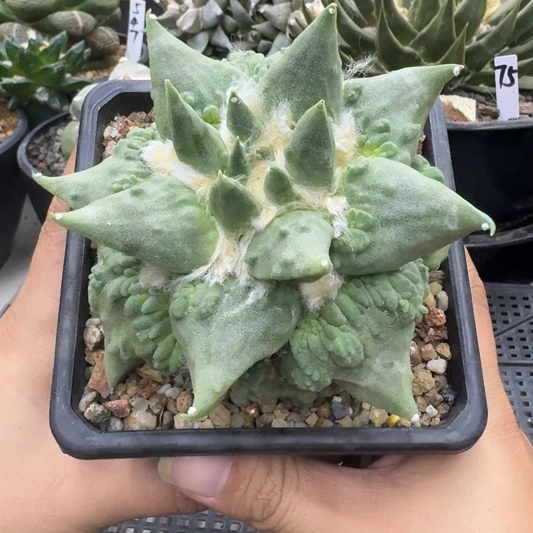 自根怒涛牡丹仙人球