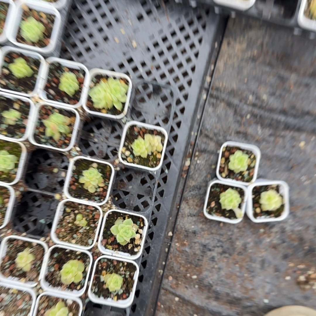 七喜盆一个满25包邮