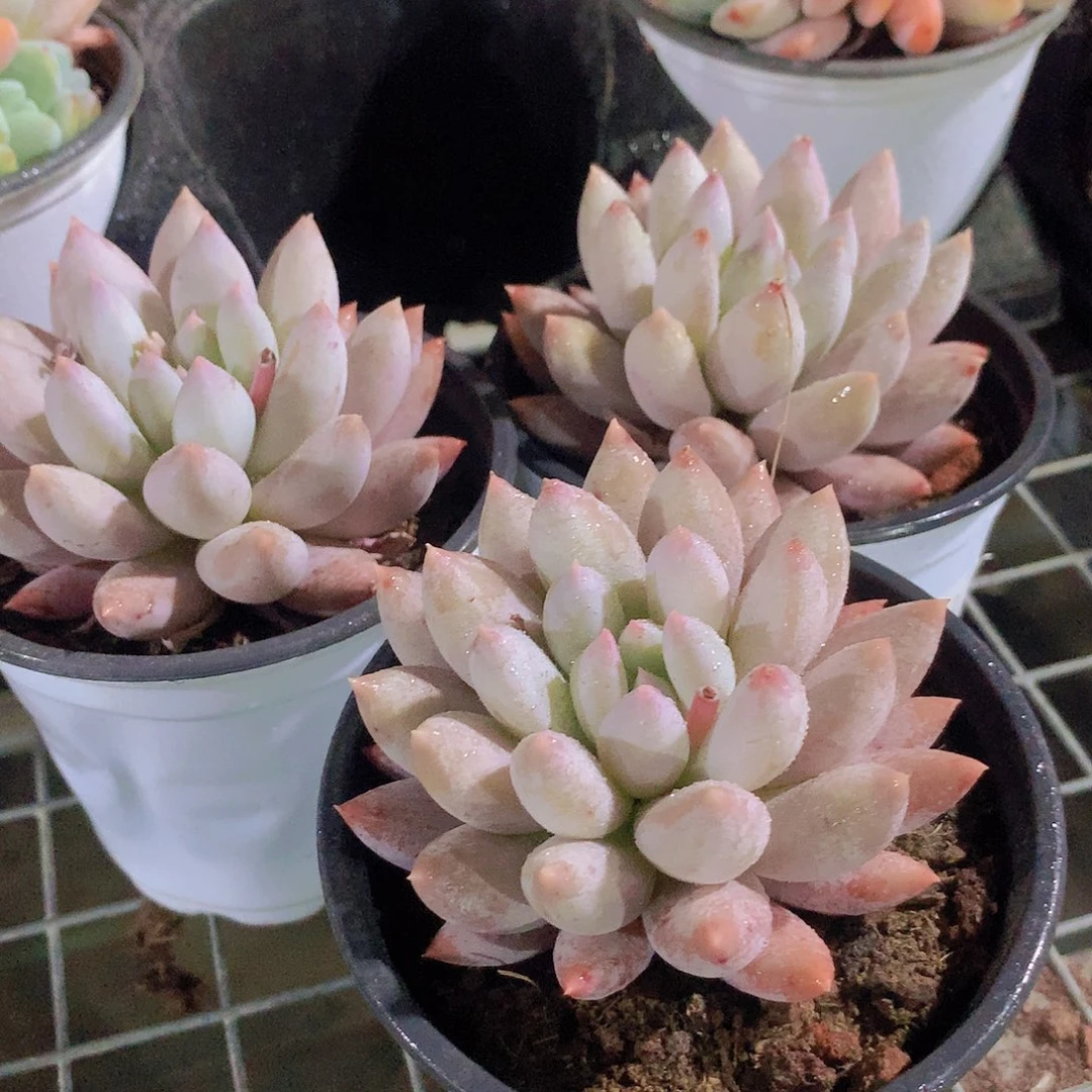 所罗门单头2346778899000