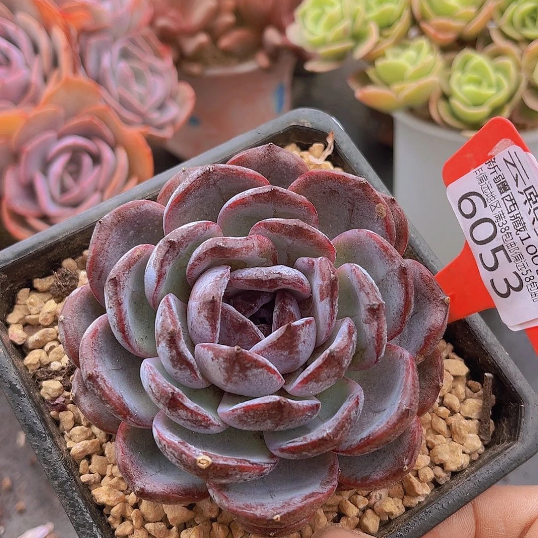 6053黑橙多肉植物