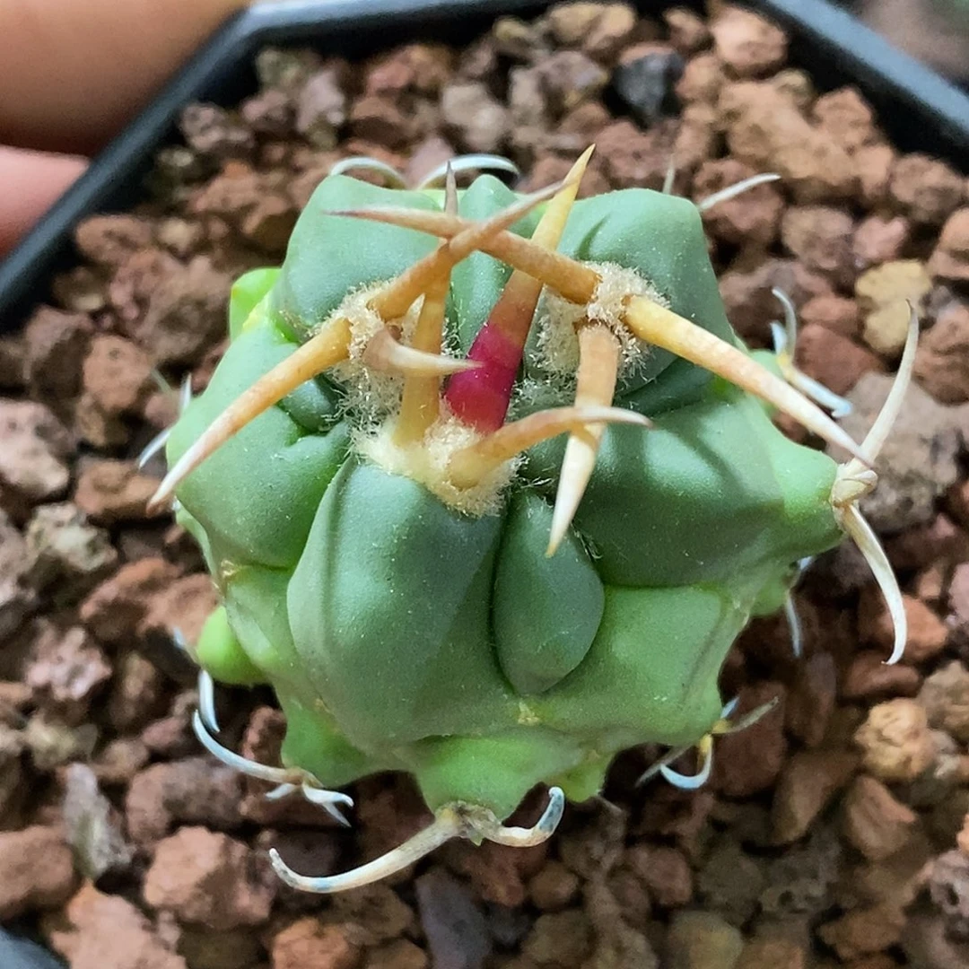 孤品实生特选株日系顶级粗刺+石化变异龙剑丸