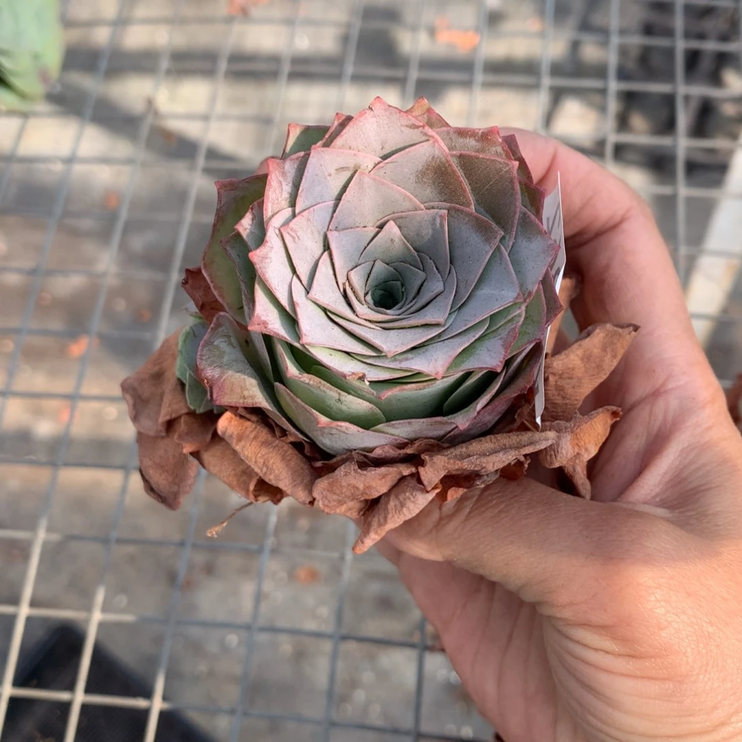 2862濒临品种黄金帕