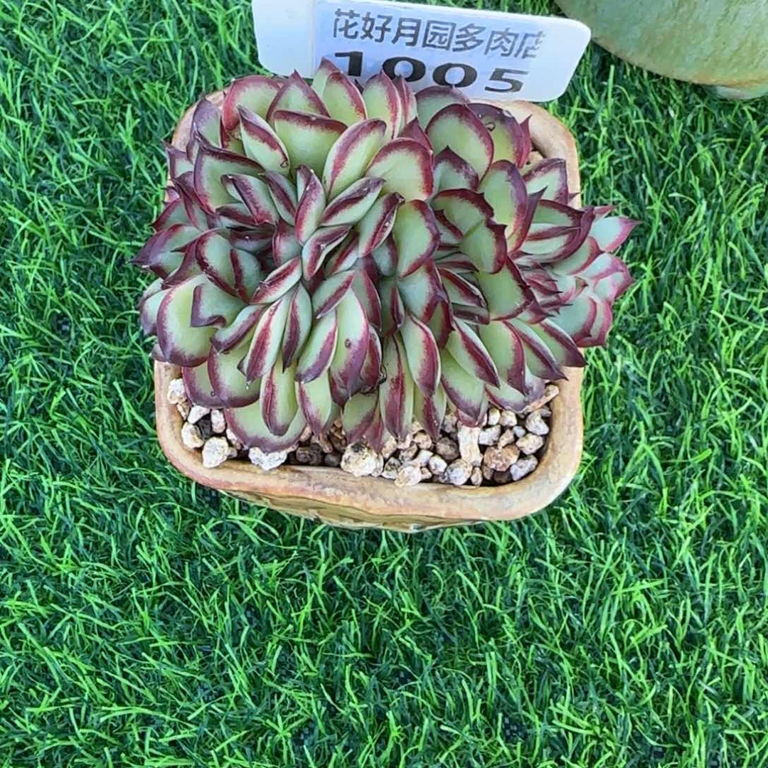 小****?多肉植物1005.不带盆