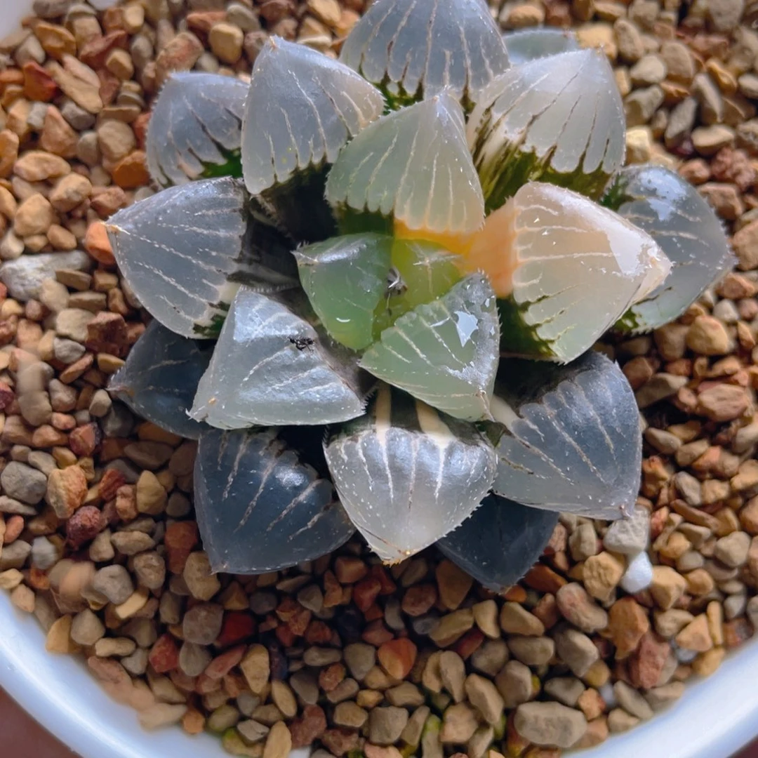 18.十二卷糯玉露锦。