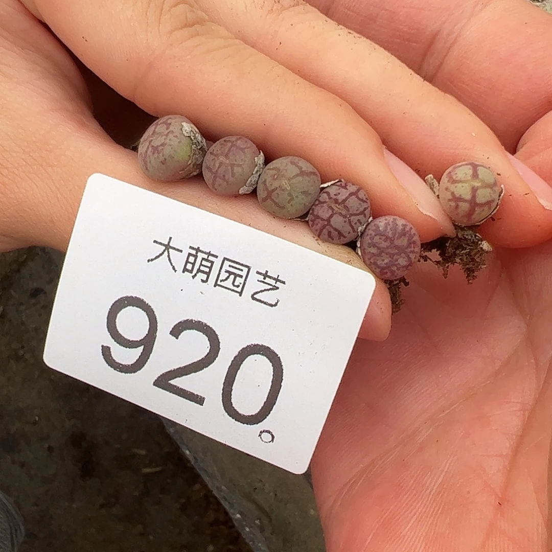 迷***圈一物一拍猴×墨。   6颗920