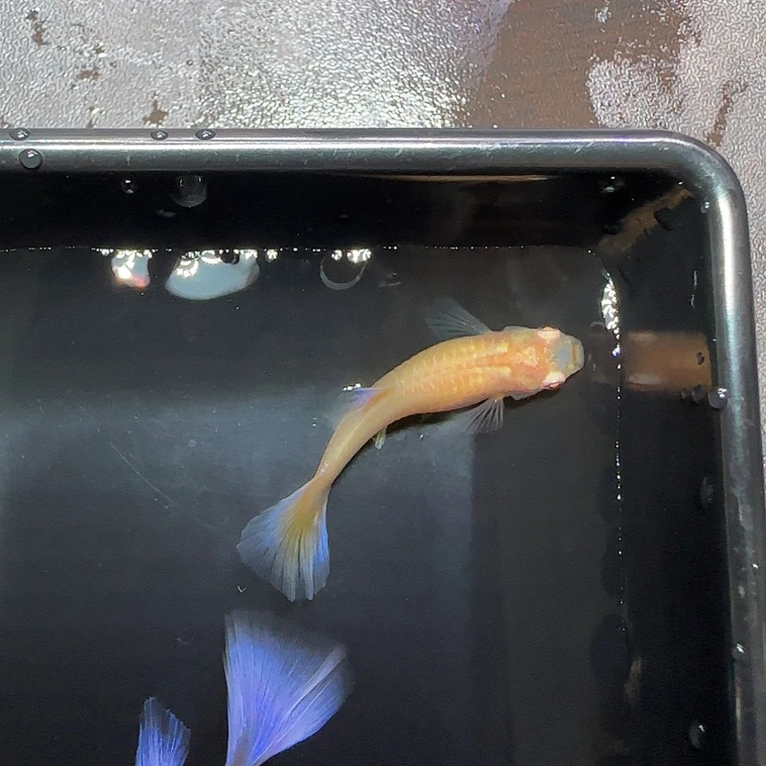 孔雀鱼紫白飞船一对，三个月