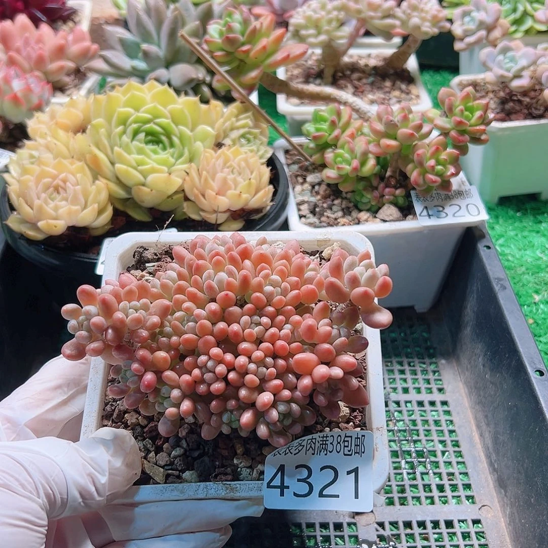 无花朵多肉一物一拍植物4321