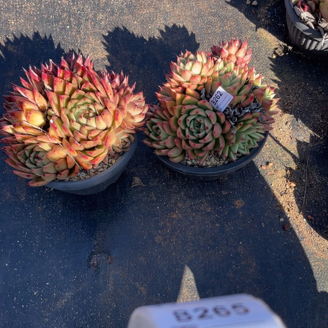 无花朵若如东云单拍B262