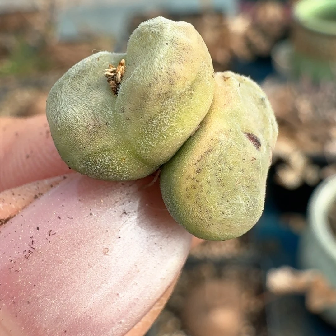 66双头水晶鞋00000000000