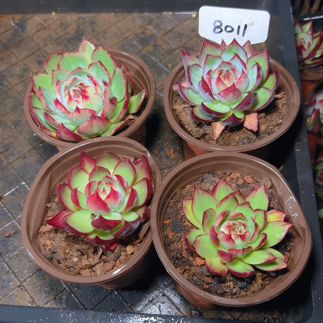 小惊鸿仙子四颗8011号