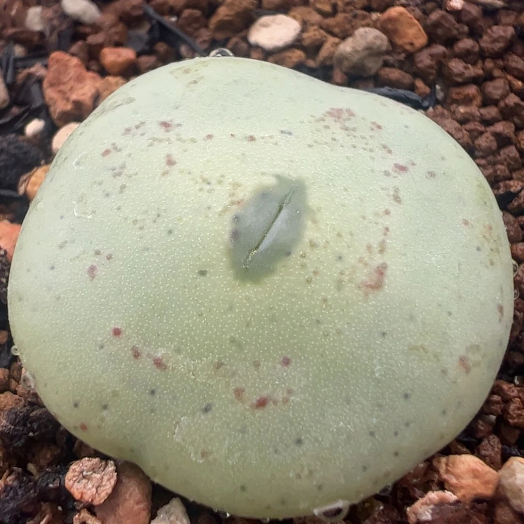 绿嘴母本多肉植物百科1