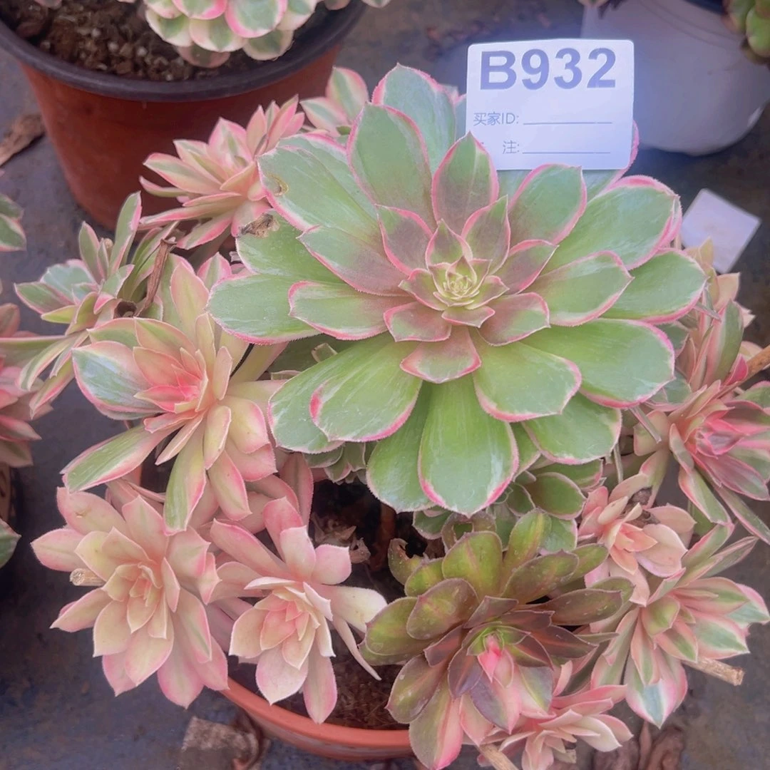 932，黑魔锦多肉植物法师