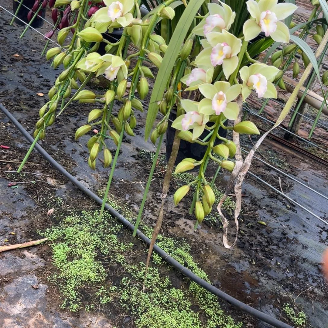 完全开放碧玉拱兰