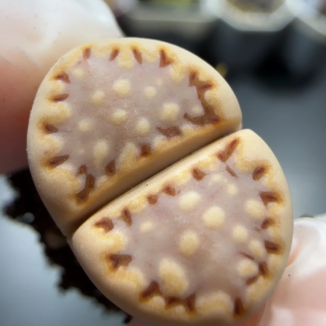 12.1。 Ken 饼干。5001