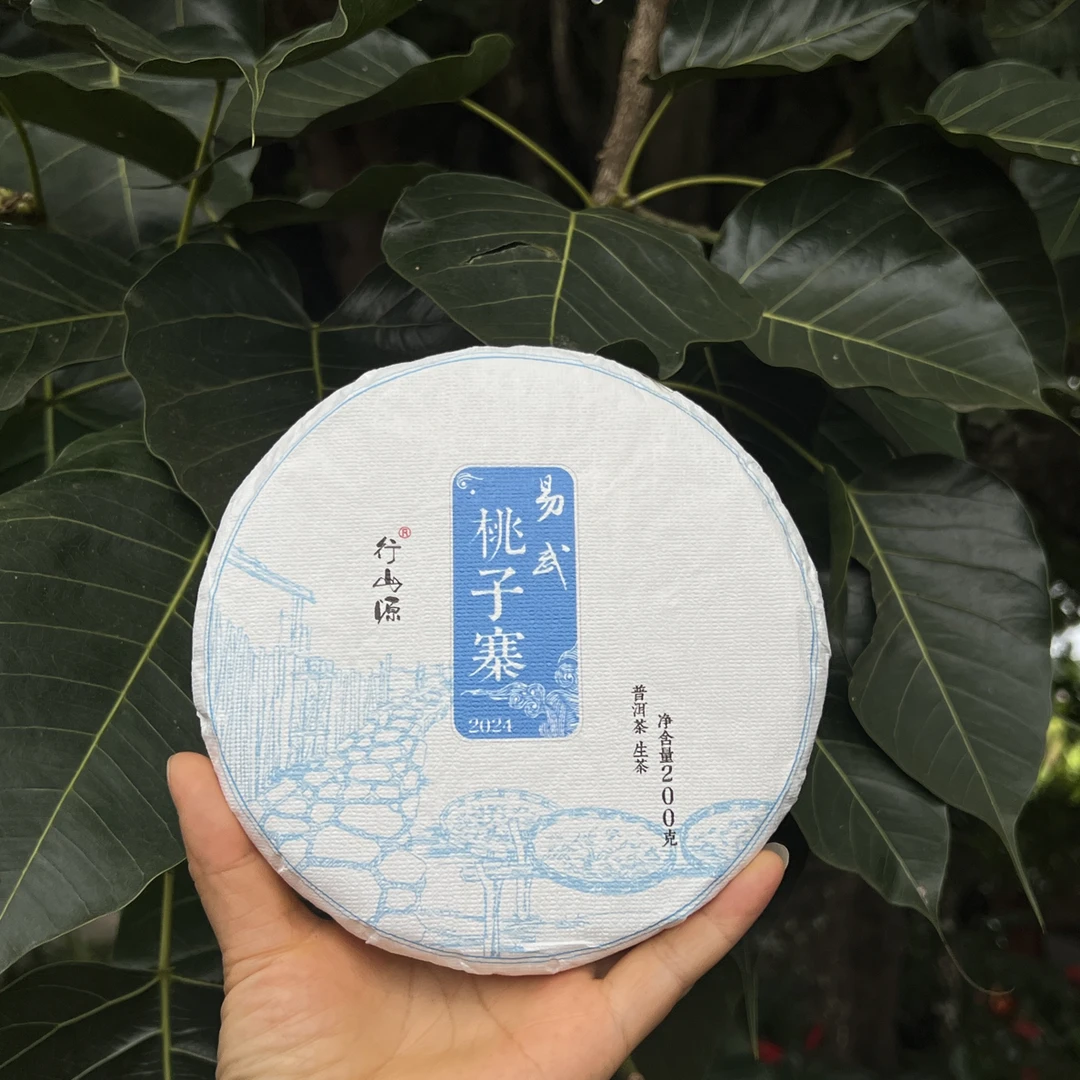 云南普洱茶生茶桃子寨头春头采茶叶饼茶喝森林韵味