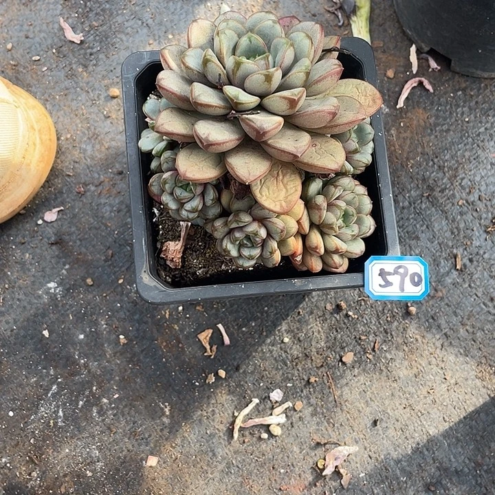 590葡萄 一物一拍多肉