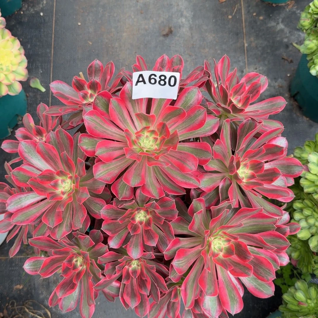 680多肉植物浣纱法师