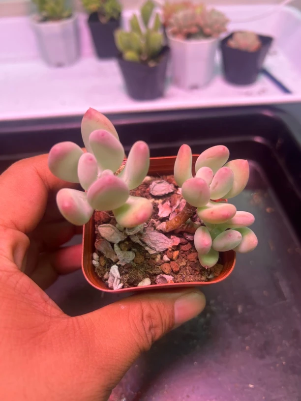 苹果奶精品多肉植物（店铺满12.8包邮）