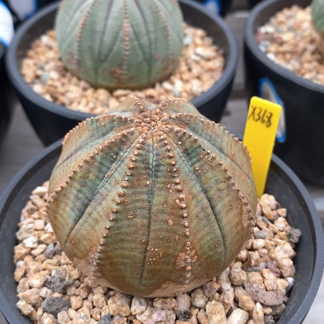 欧系实生布纹球一物一拍