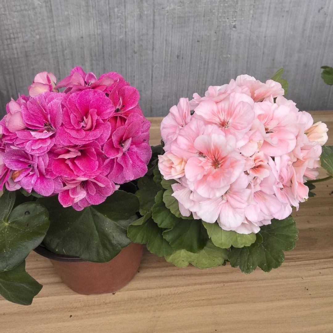 【兔子粉(一代苗)+古典玫瑰(垂吊小苗)】2颗天竺葵组合(包对版)