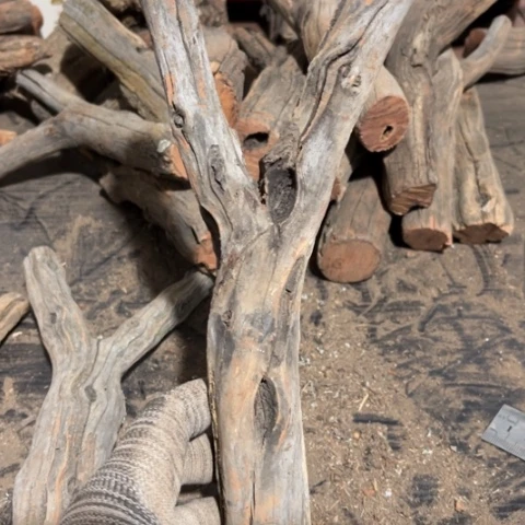 大果紫檀（缅甸花梨）挺*