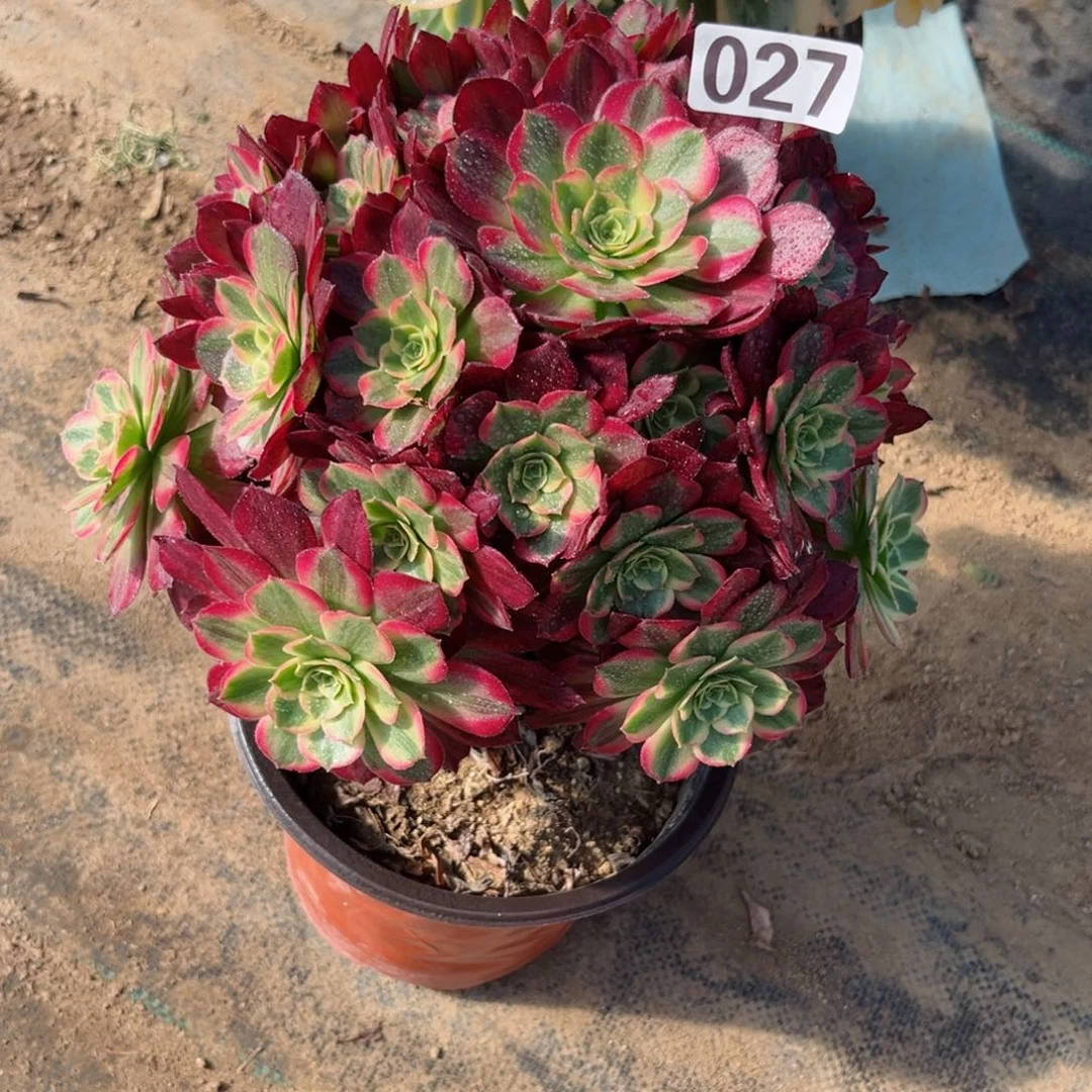 027安娜法师多肉植物