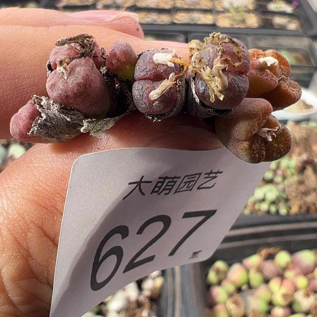 一物一拍。           627