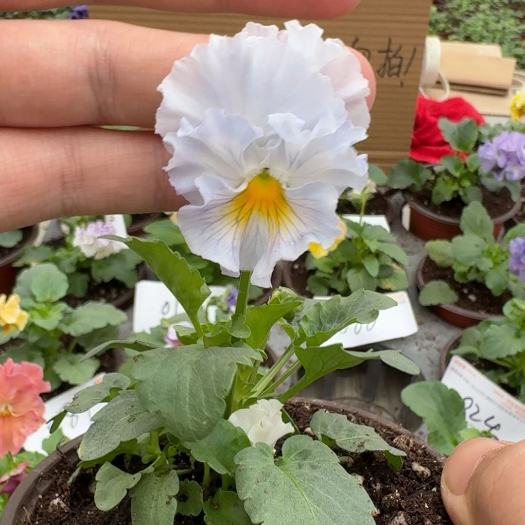 完全开放皱边角堇我浅蓝