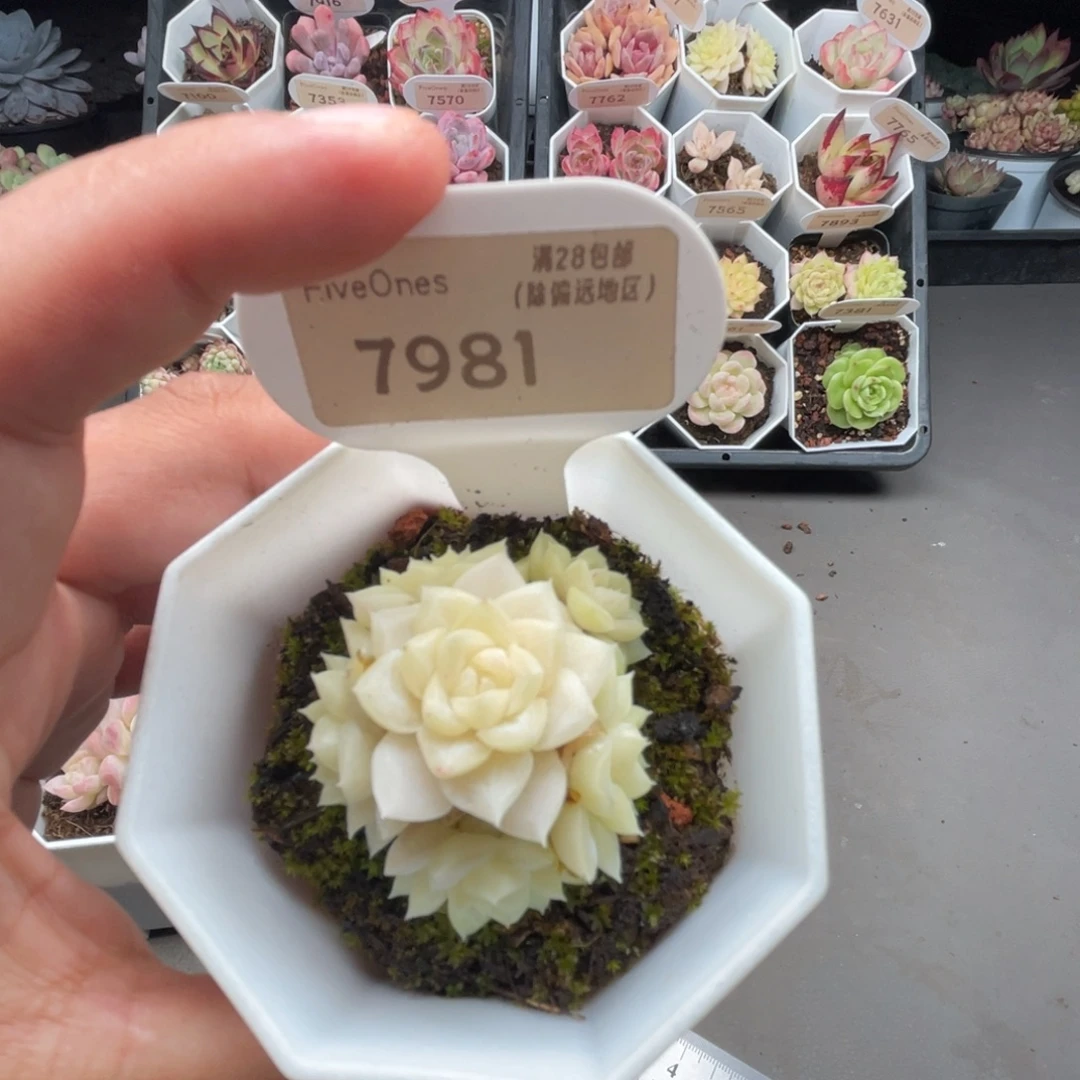 7981白天鹅4.0厘米