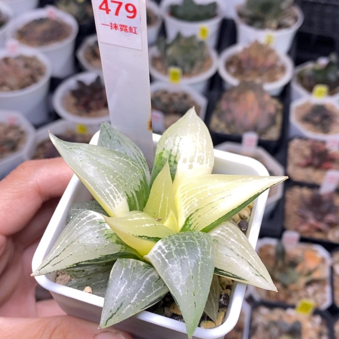 479号实生寿锦多肉