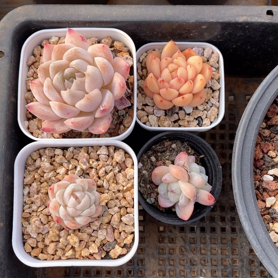 精品多肉一物一拍17