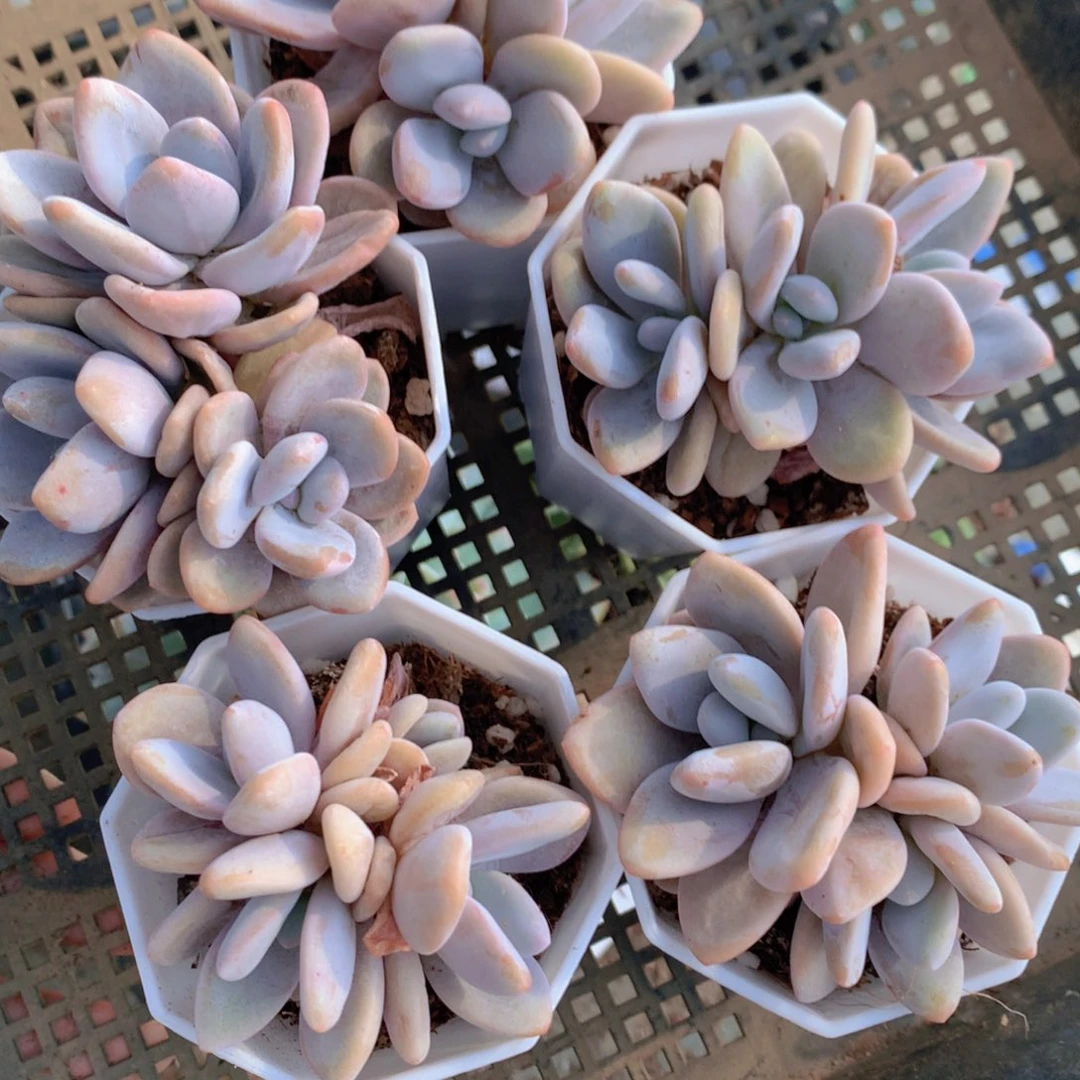 多肉植物一单包邮12