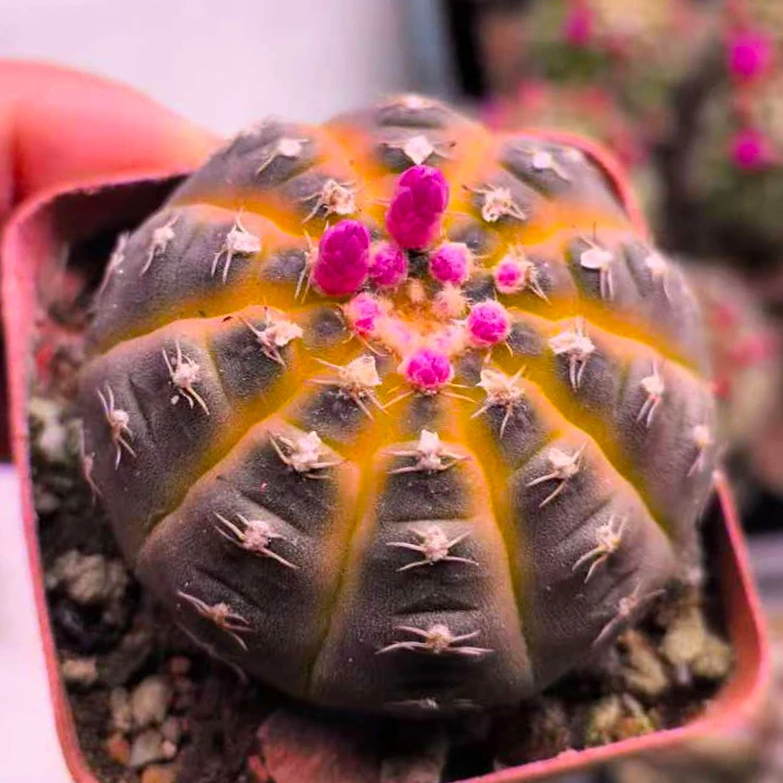 拉根锦仙人球多肉植物