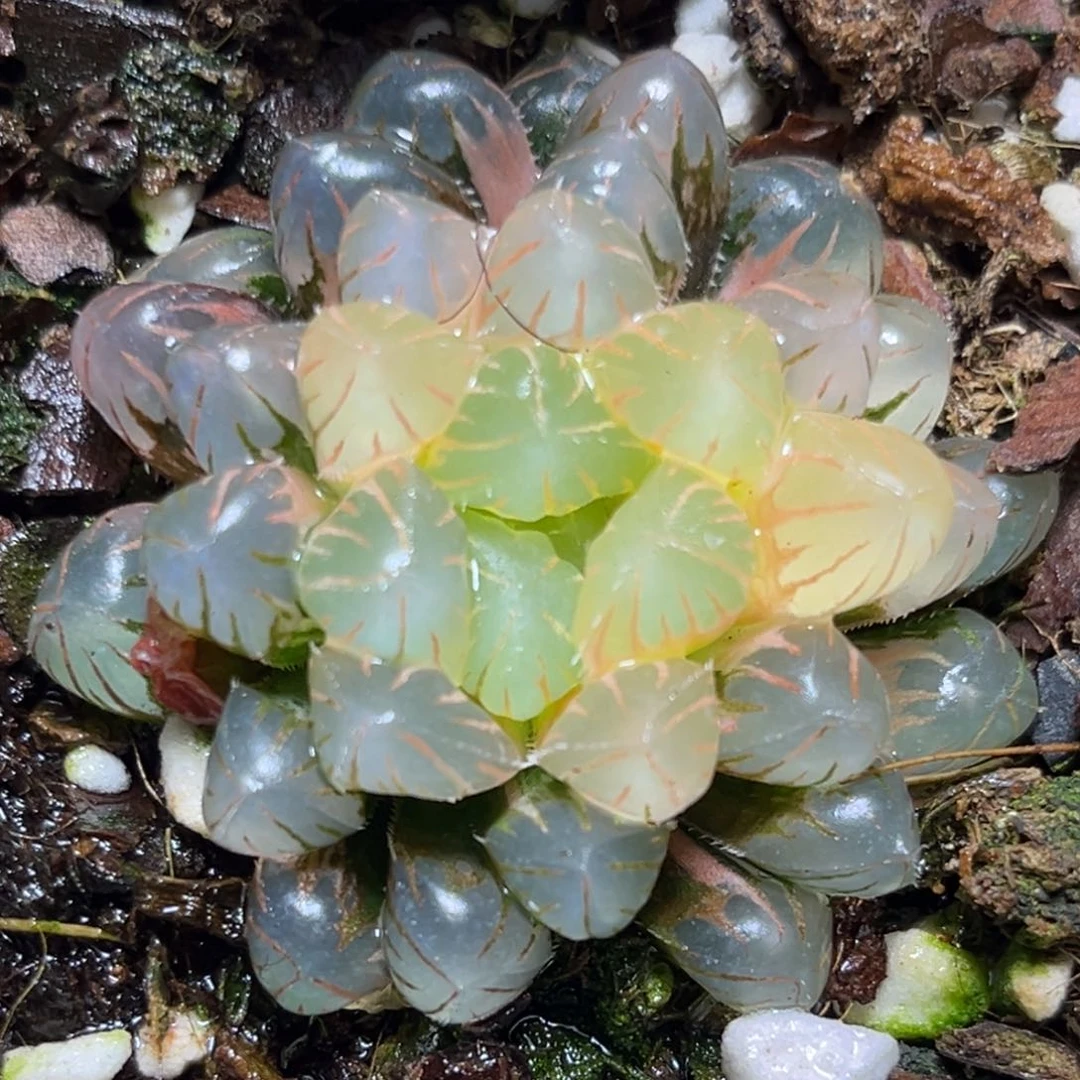 恭喜发财大吉大利0470