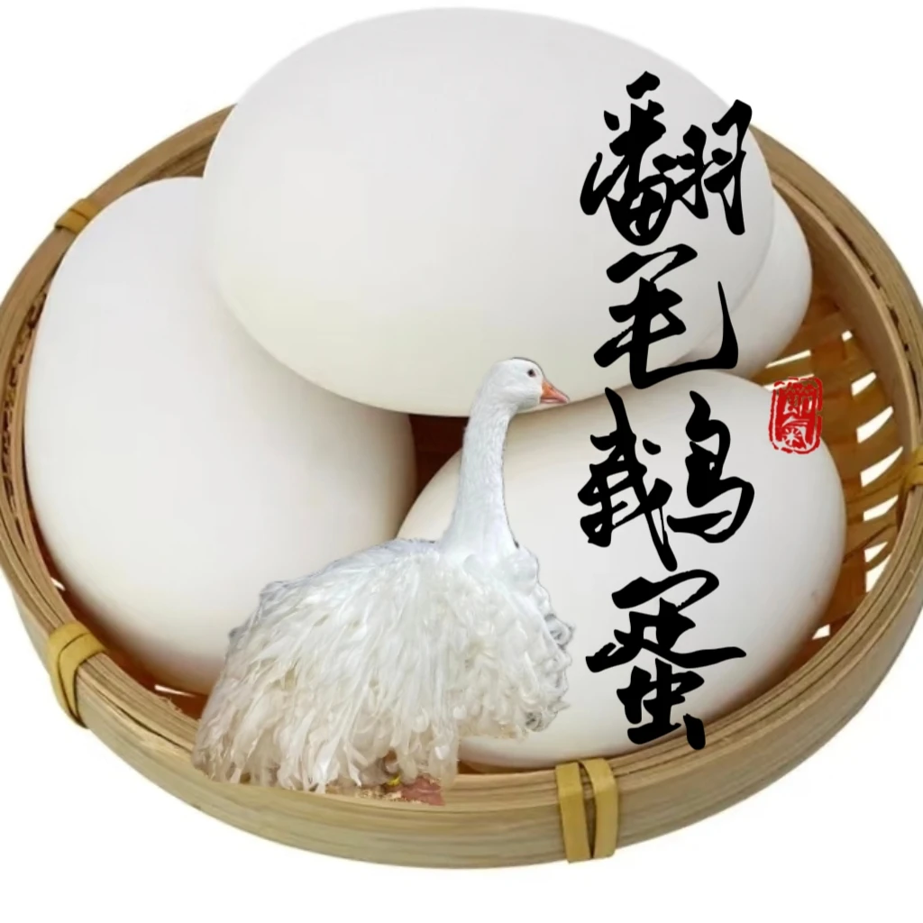新鲜蛋翻毛鹅天鹅蛋种蛋黑白斑头鹅蛋早上现捡蛋好吃又营养可孵化