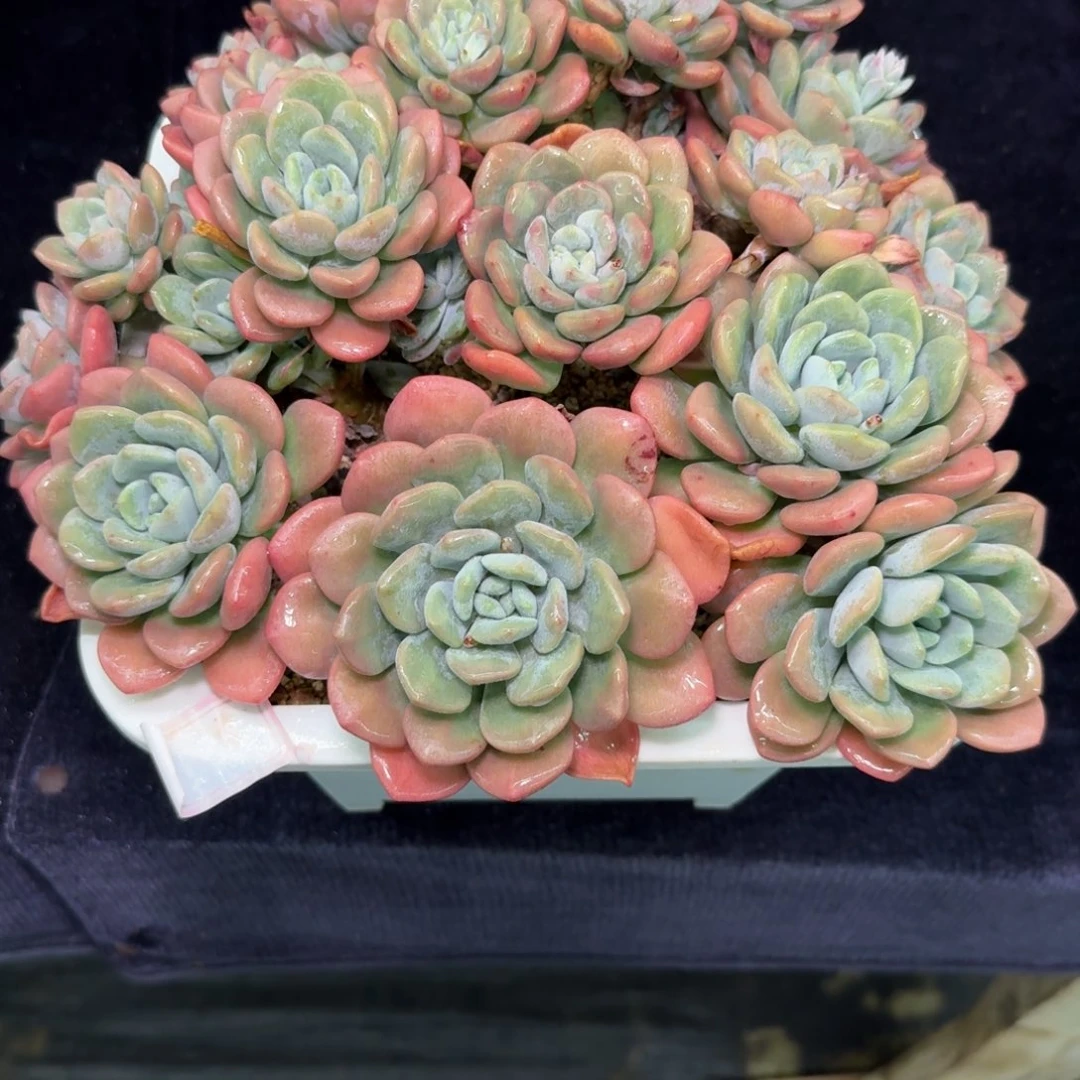花**轩多肉植物不带盆发货