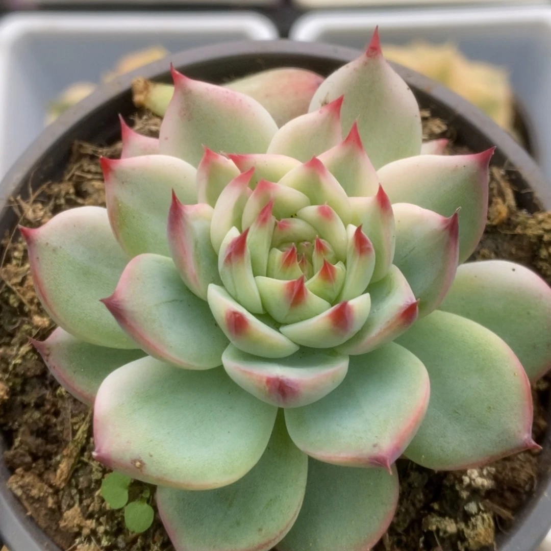 675锦锦锦锦锦锦锦锦锦