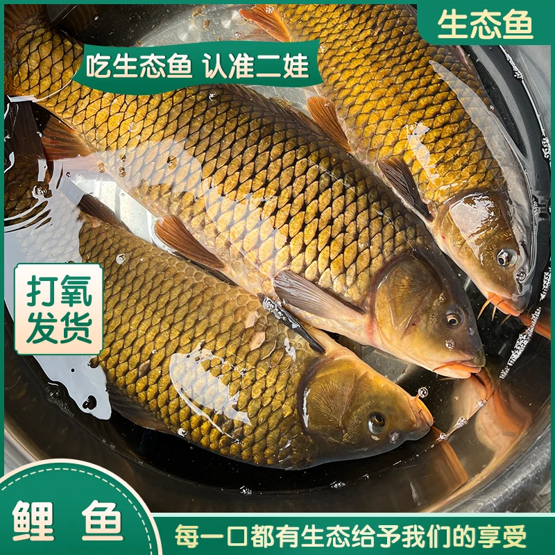 贵州生态深水的精品黄金甲鲤鱼活鱼现杀冷链发货可发活体