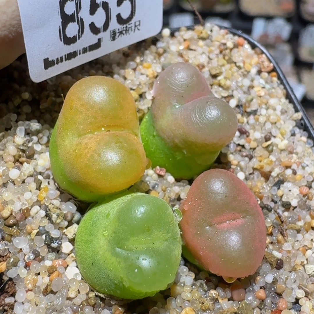 Zzzzz精品生石花855