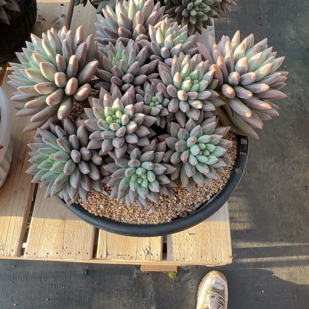 茂***6红蜻蜓多肉植物多肉