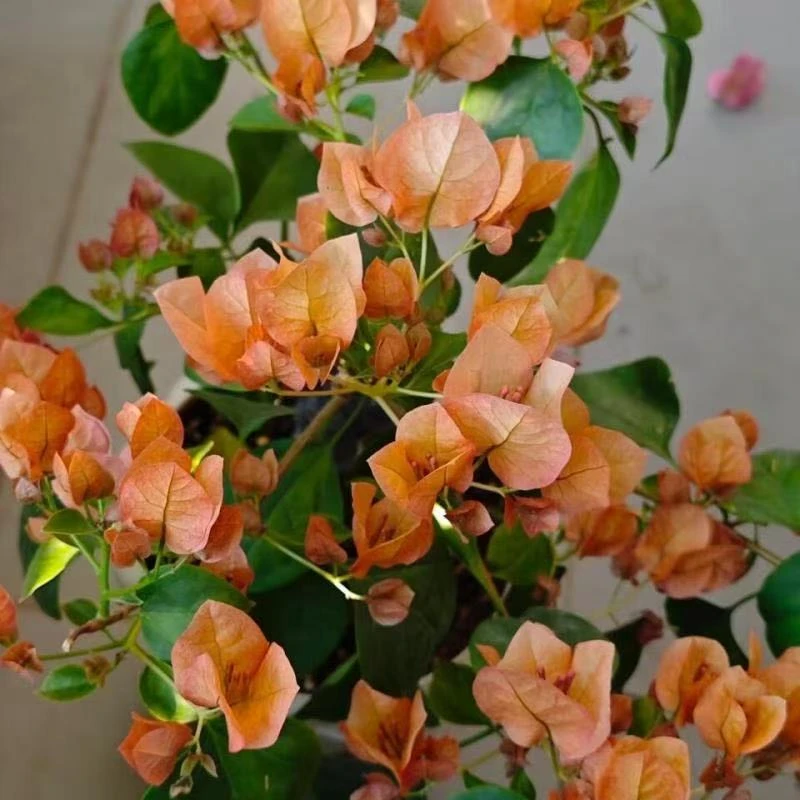 橙日落(三角梅)原生大苗四季开花老桩爬藤植物