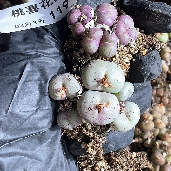 晨*桃喜花园0203-119肉锥2颗