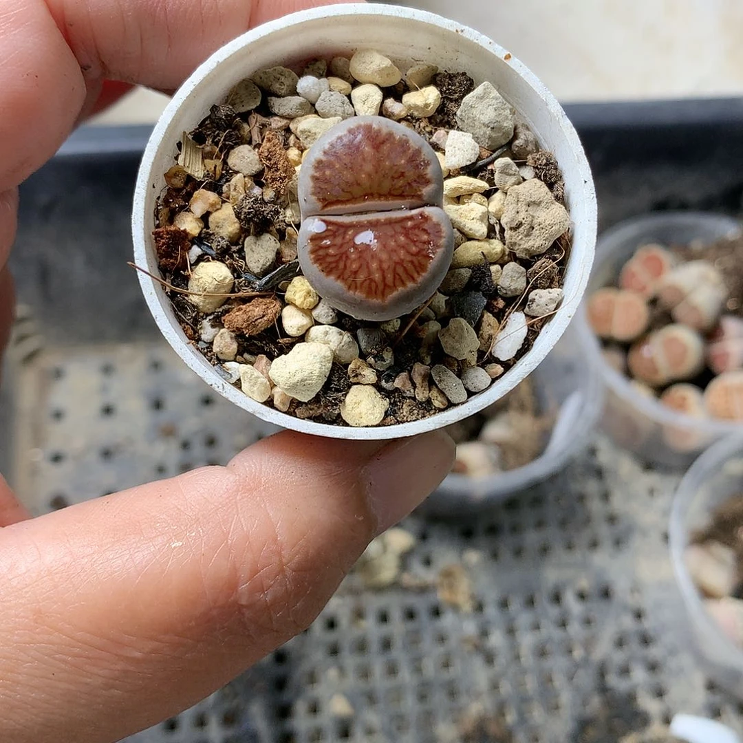K102多肉植物保护