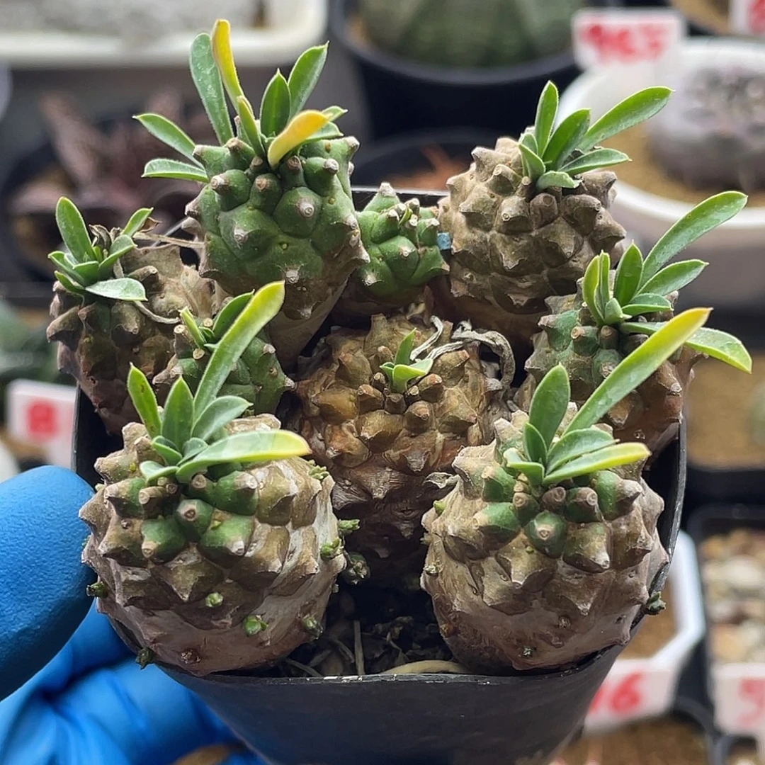 实生小菠萝峨眉山大戟仙人球