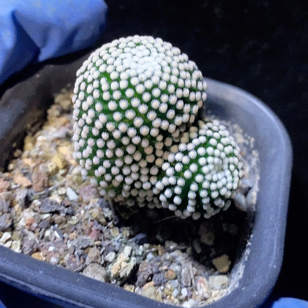 实生精品松针 品相自观如图