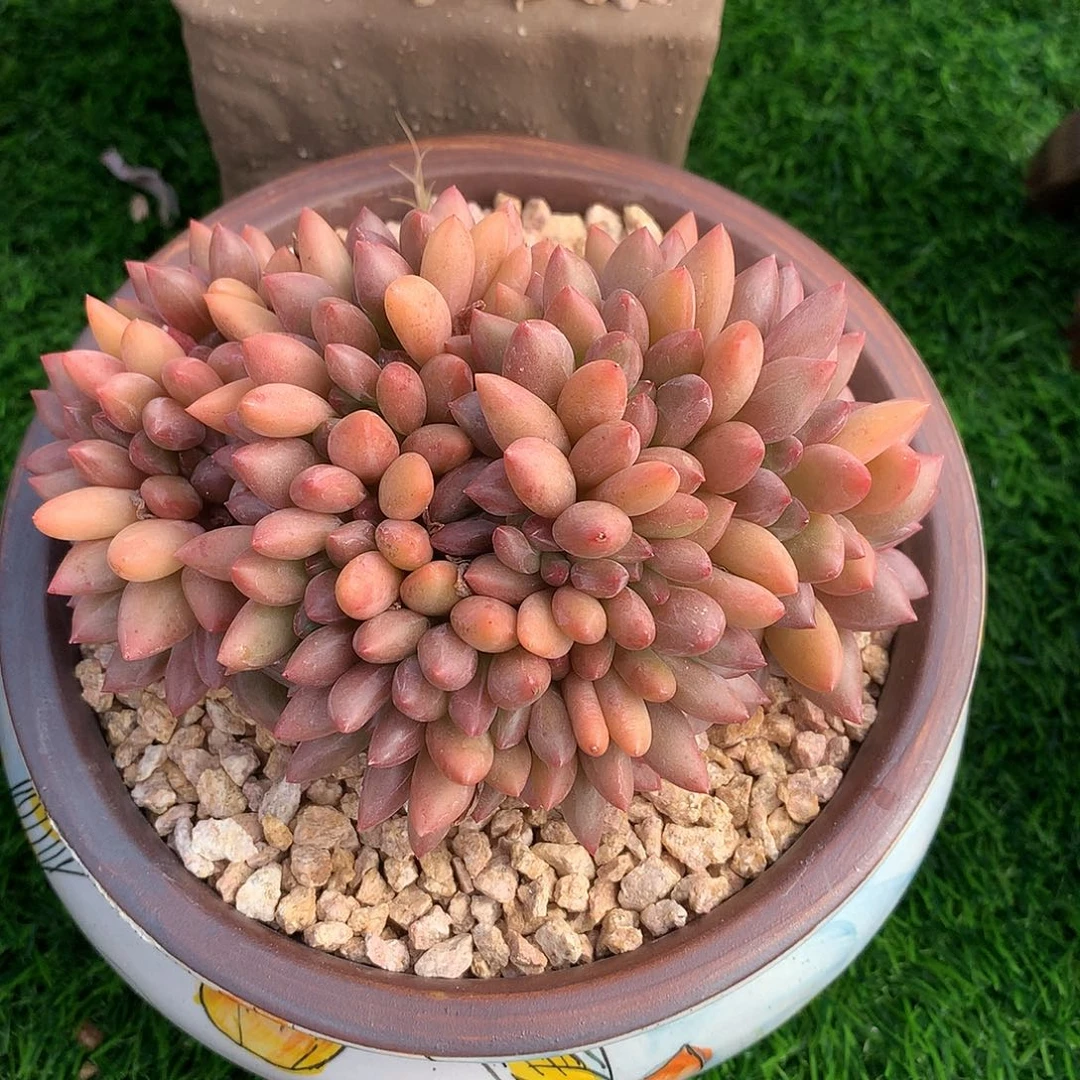 桃花源12 公分一物一拍