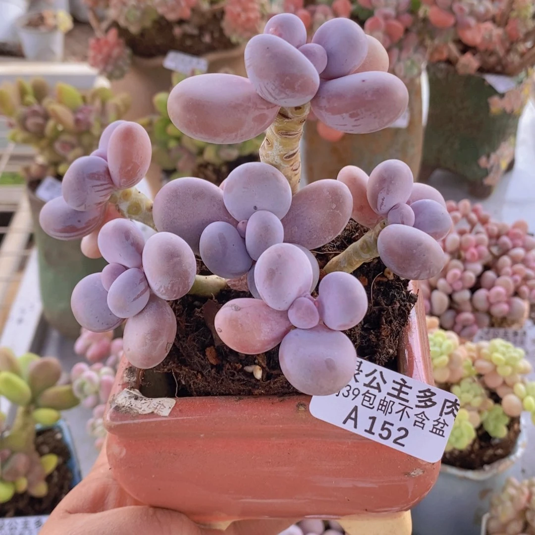 橙奶11cm152多肉植物